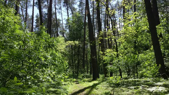 Beautiful Green Forest on a Summer Day Slow Motion