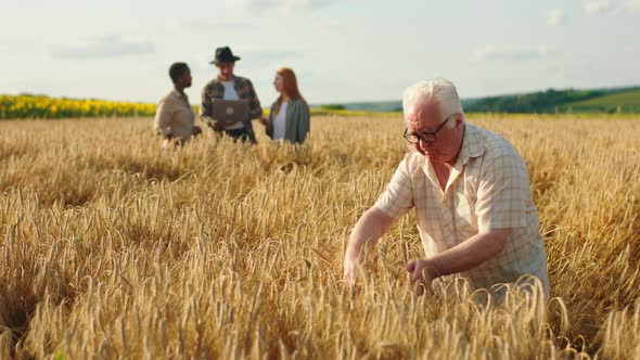 In the Middle of Wheat Field Old Man Farmer