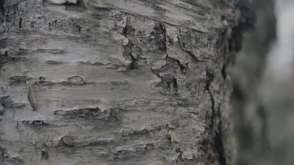 Branch Log of Old Birch Tree Bark