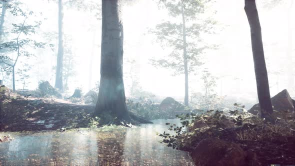 Mist on Pond in Forest with Fog alt