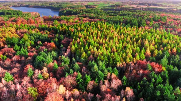 Aerial view of wildlife, Poland. Rainforest in autumn at sunset