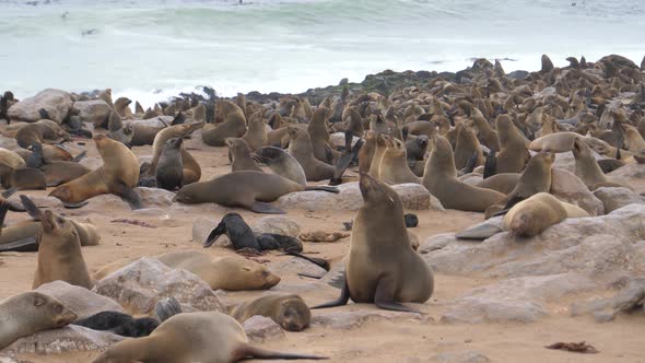 Big sea lion colony at the beach of Cape Cross Seal Reserve