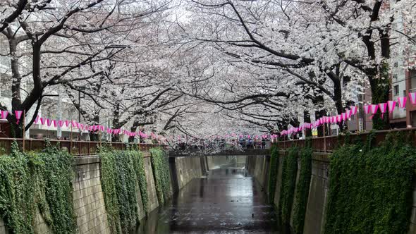 Tokyo Spring Cherry Trees Blossom Meguro River