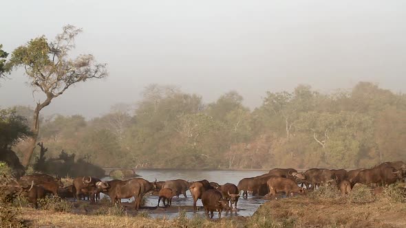 African buffalo in Kruger National park, South Africa