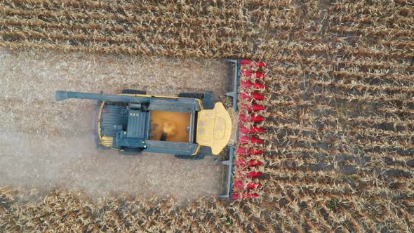 Aerial Shot of Combine Gathering Corn Crop