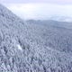 Drone view of beautiful winter scenery in the mountains with pine trees covered with snow. - VideoHive Item for Sale
