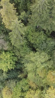 Aerial View of Trees in the Forest