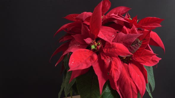 Poinsettia. Christmas flower. Shooting in motion.