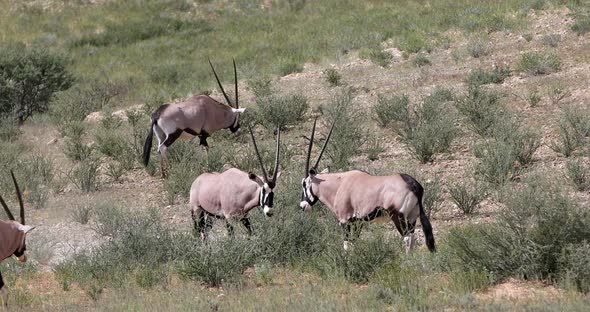 Gemsbok, Oryx gazella in Kalahari, South Africa