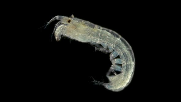 Small crustacean of the genus Leptochelia under microscope, order Tanaidacea