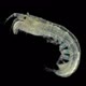 Small crustacean of the genus Leptochelia under microscope, order Tanaidacea - VideoHive Item for Sale