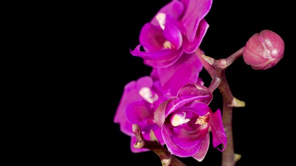 Blooming Purple Orchid Phalaenopsis Flower