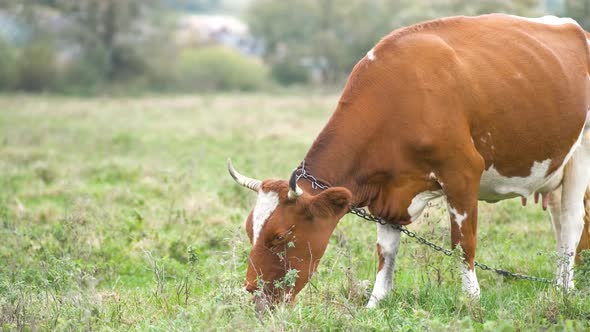 Brown milk cow grazing on green grass at farm grassland