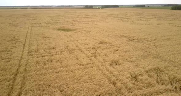 Upper View Large Wheat Farmlands Located Near Highway