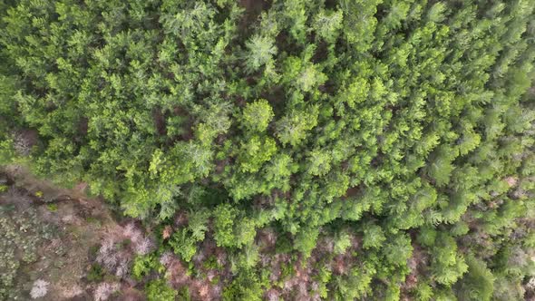 Forest texture aerial view 4 K Turkey Alanya