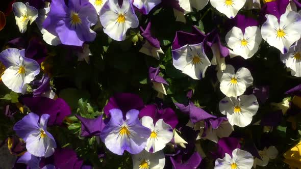 Colorful Flowers 