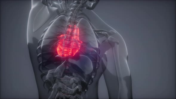 Human Heart Radiology Exam alt