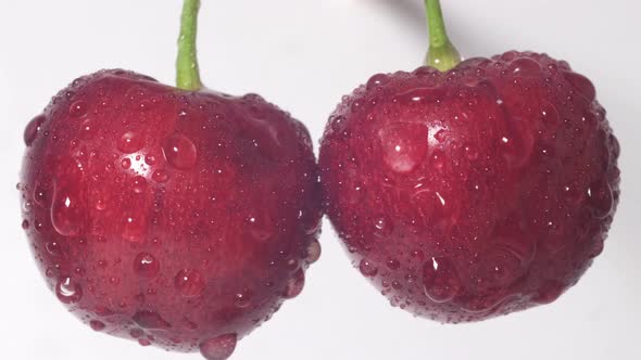 Drops of Water on Fruits in a Cherry Orchard After Rain