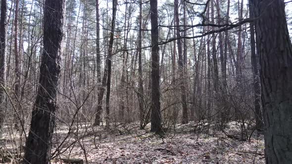 Trees in a Pine Forest During the Day Aerial View