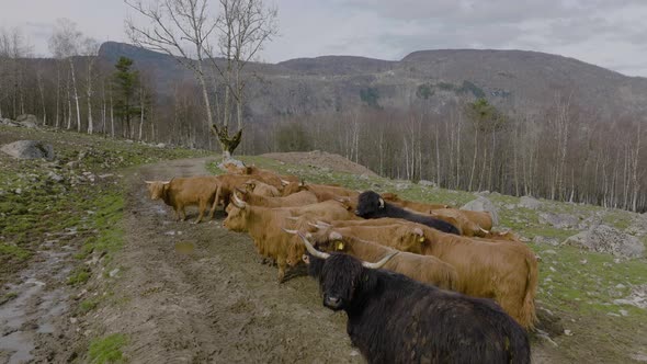 Shaggy highland cattle standing in rocky mountain farmland; aerial