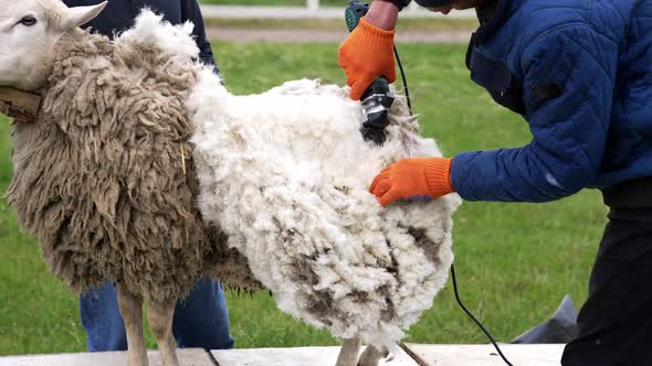 Sheep shearing on farm for production of wool