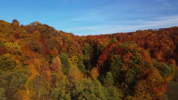 Beautiful autumn aerial footage of green, red, yellow and orange colored forest on hills. Camera mov