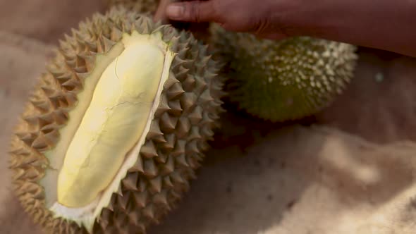 Close Up Footage Of A Man Cutting and Peeling Durian By Hands