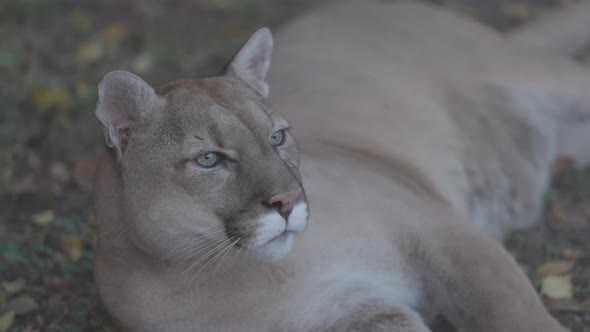 Beautiful Puma in Autumn Forest