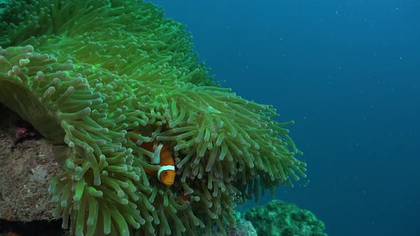 Clownfish (Amphiprion ocellaris) swimming in open green sea anemone on coral reef