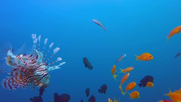 Colorful Seascape and Lionfish