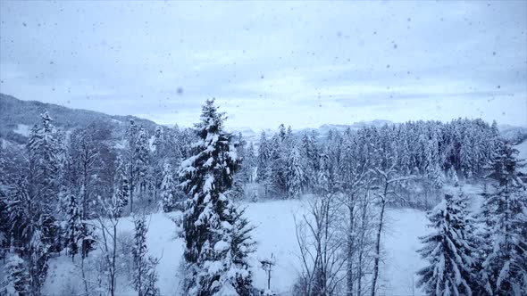 Cold Winter Snow Landscape Scenery