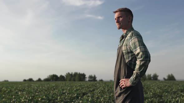 A farmer stands in a soybean field, checking his harvest.