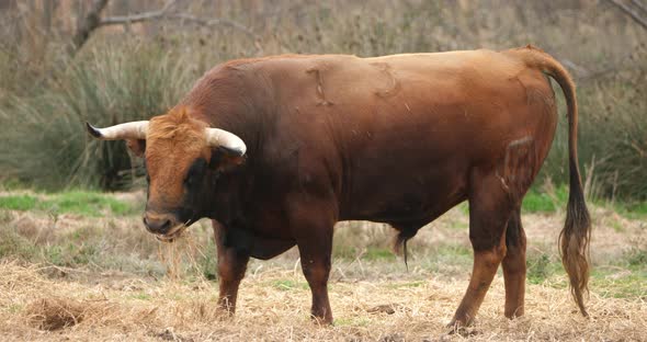 Spanish fighting bulls in the fields, Camargue, France