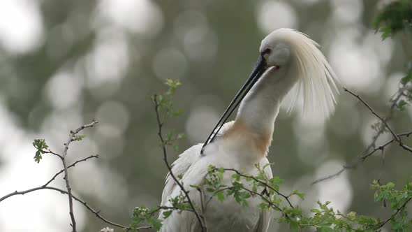 Quirky looking Eurasian Spoonbill snapping its bill and grooming itself