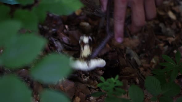 Looking at Wild White Mushroom, Wild Foraging scene, Close Up