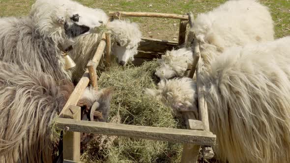 Sheep Eat Grass in a Paddock