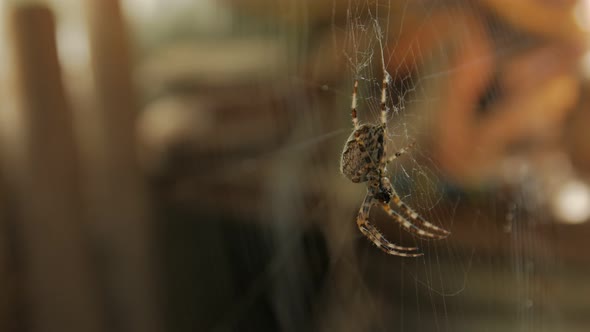 Big Spider Eats On Web