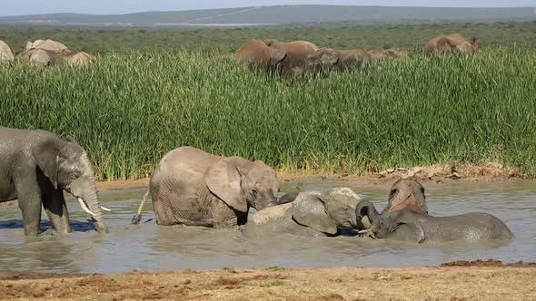 Playful African Elephants - Addo Elephant National Park