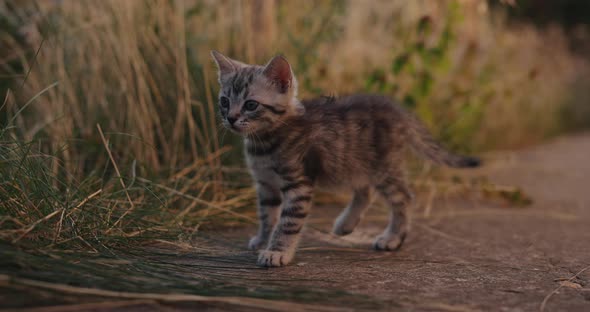 Little Grey Kitten in the Yard