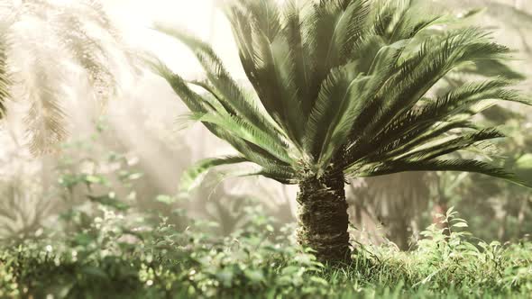 Misty Rainforest and Bright Sun Beams Through Trees Branches