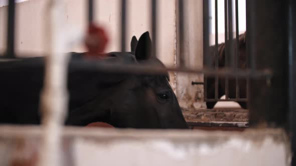 Horses Stands in the Stall