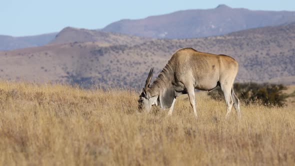 Eland Antelope Feeding In Grassland