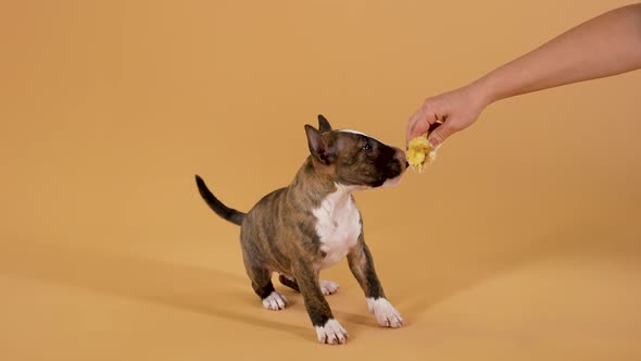 Cute Brown Puppy of the Bull Terrier Breed Gnaws and Bites a Fur Toy Held By Its Owner