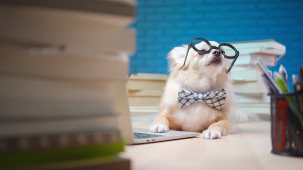 white brown chihuahua lap dog wearing glasses