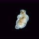 Larva Sea Angel Mollusca Gastropoda Under Microscope Suborder Gymnosomata Superfamily Clionoidea - VideoHive Item for Sale