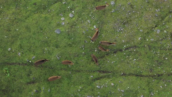 herd of deer overhead descending view