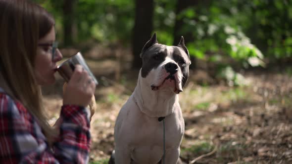 Portrait of Confident Purebred American Staffordshire Terrier in Forest with Blurred Woman Eating