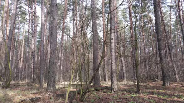 Trees in a Pine Forest During the Day Aerial View