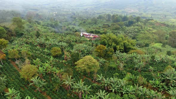 Banana plantation farm in the mountains