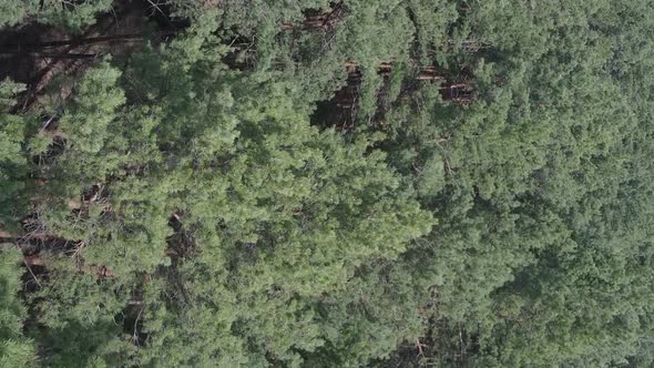 Vertical Video of Pine Forest Aerial View Slow Motion